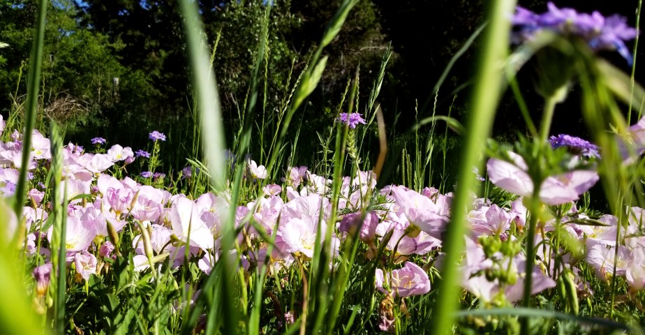 IMG_20190415_173118_059